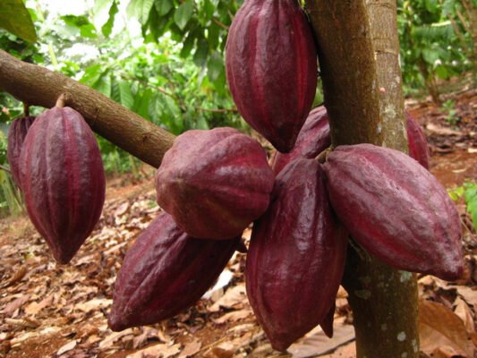 Ban Biet Gi Ve Qua Ca Cao Viet Nam